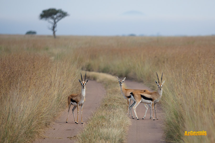tanzanya-serengeti-safari-gazel-azgezmis