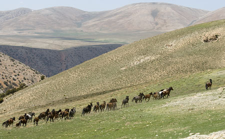 Toros Dağları Vahşi Atlar - azgezmis.com