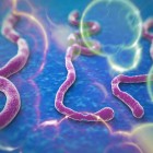 Ebola virüsü nedir? Seyahat için riskli bölgeler nerelerdir? - azgezmis.com