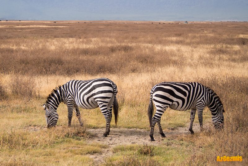 Ngorongoro Krateri ve Tanzanya’da Safari - azgemis.com