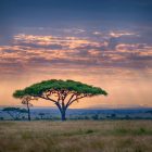 Serengeti Milli Parkı ve Masailer - azgezmis.com