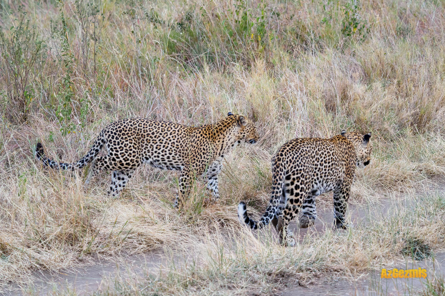 tanzanya-serengeti-safari-leoper-azgezmis